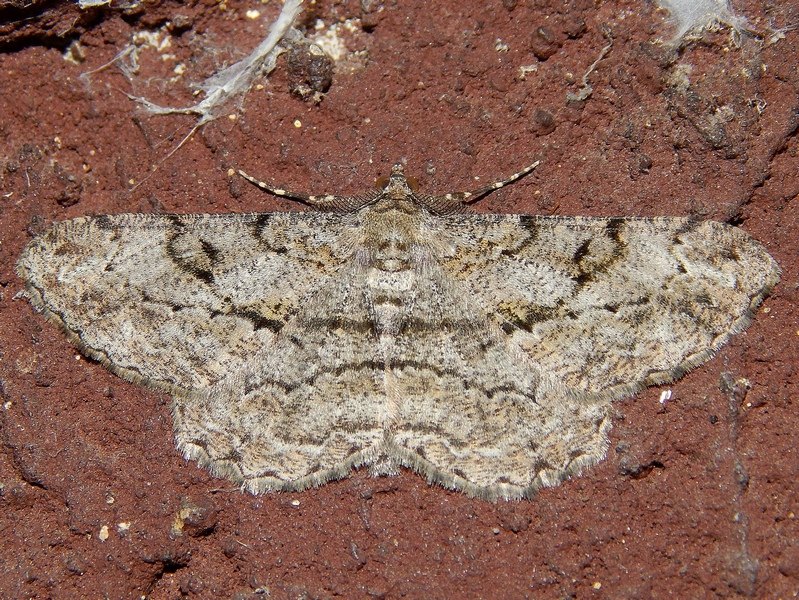 Peribatodes rhomboidaria